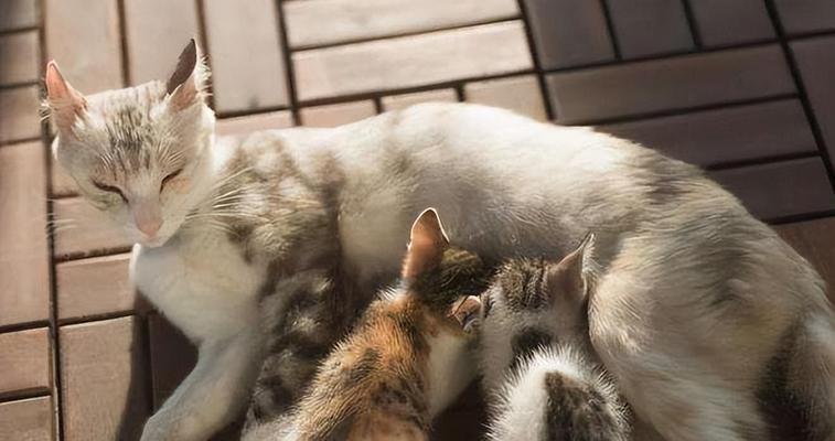 猫咪着凉怎么办（以拍软便为例）