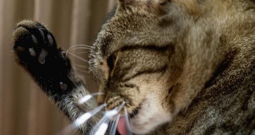 猫咪舔人嘴巴的原因（探究猫咪舔人嘴巴的心理和生理机制）