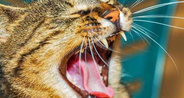 猫咪舔人嘴巴的原因（探究猫咪舔人嘴巴的心理和生理机制）