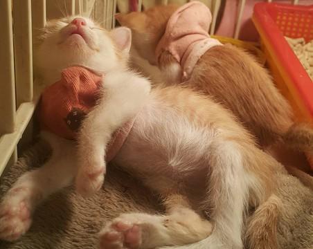 猫咪喜欢睡在腿上的原因（探寻宠物猫咪的行为习惯与喜好）