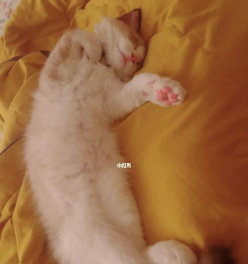 猫咪喜欢睡在腿上的原因（探寻宠物猫咪的行为习惯与喜好）