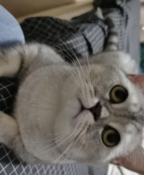 如何帮助猫咪处理嘴巴变黄的问题（宠物饮食健康是关键）
