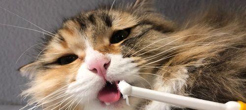 如何帮助猫咪处理嘴巴变黄的问题（宠物饮食健康是关键）