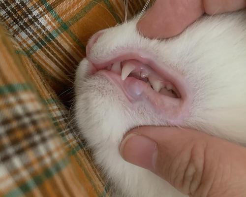 猫咪嘴巴破了，如何急救（教你猫咪口腔外伤的简易处理方法）