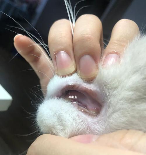 猫咪嘴巴破了，如何急救（教你猫咪口腔外伤的简易处理方法）
