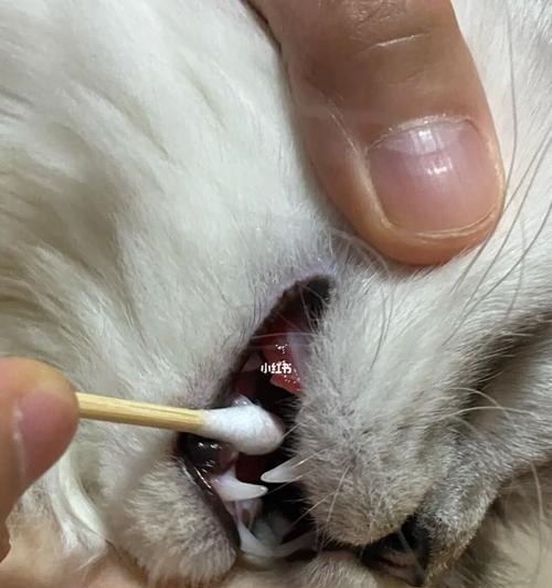 如何给猫咪抹口腔溃疡药（宠物猫咪口腔溃疡治疗）