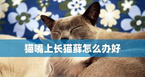 猫咪口腔溃疡综合治疗方法剖析（怎样有效预防和治疗猫咪口腔溃疡问题）