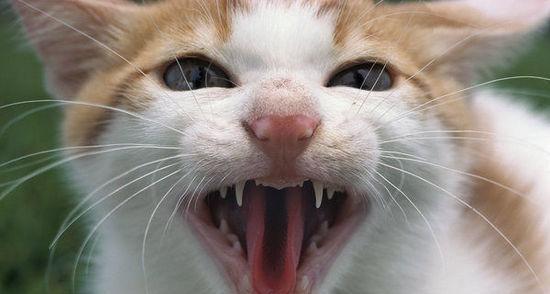 猫咪口腔溃疡综合治疗方法剖析（怎样有效预防和治疗猫咪口腔溃疡问题）
