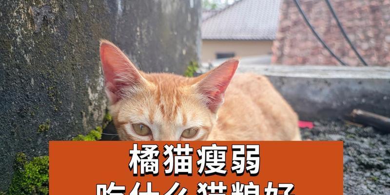 如何选择适合猫咪的猫粮（以宠物为主）