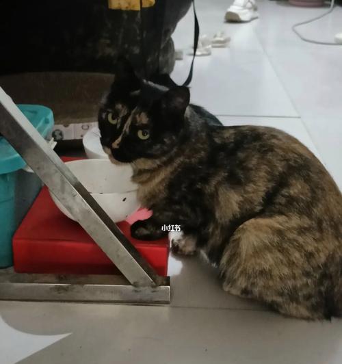 探寻猫咪玳瑁的奥秘（解读猫咪玳瑁的颜色和性格特点）