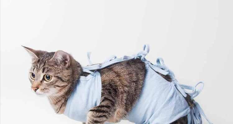 猫咪疝气手术费用及注意事项（以宠物为主的手术费用分析）