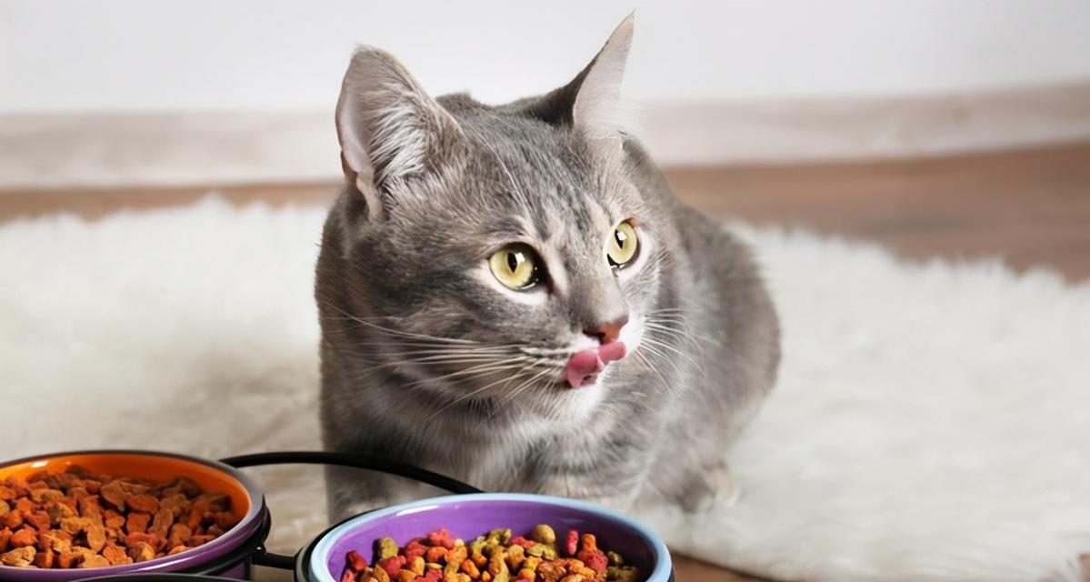 没有猫粮，怎样给猫咪提供饮食（宠物主人必看的猫咪饮食指南）