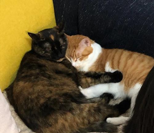 每晚拥抱猫咪，睡得香甜（如何和宠物一起睡觉）