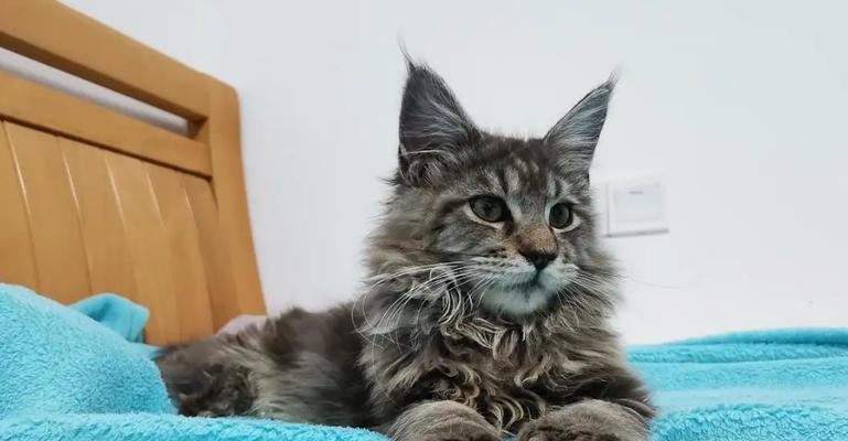 揭秘缅因猫的“不长大之谜”（为何缅因猫体型大却不长个）