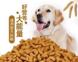 母狗孕期的饮食管理（从狗粮的选择到营养搭配）