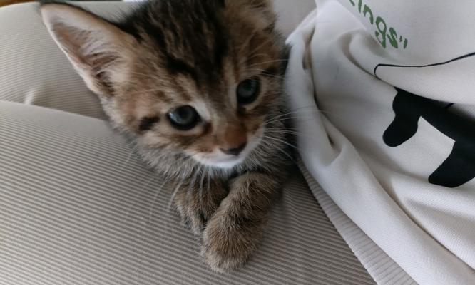 母猫的守护之旅（母猫老是叼着小猫走）