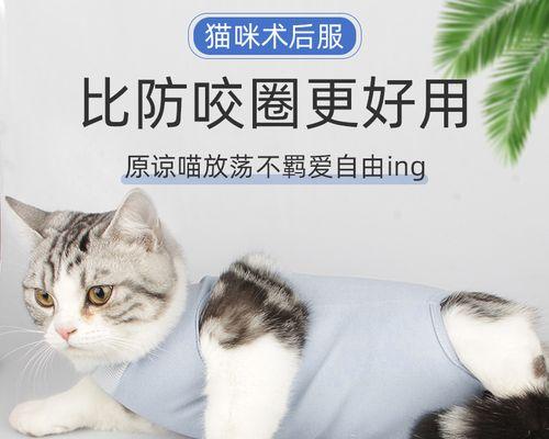 救救小猫，母猫没奶怎么办（宠物主人必看）