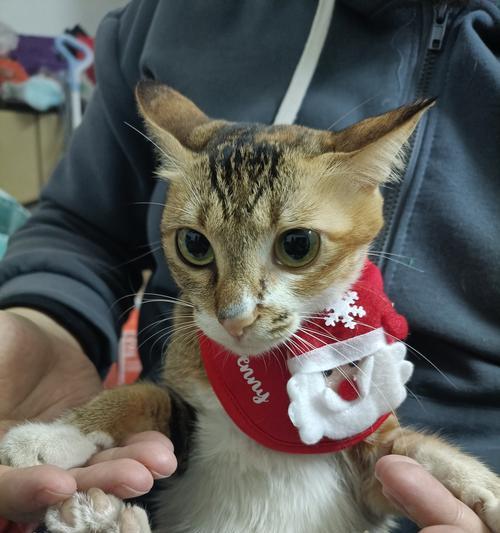 母猫产后饮食指南（宠物猫妈妈需要注意的饮食问题）
