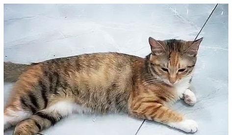 母猫丢弃小猫的原因分析（探寻母猫丢弃小猫的原因及应对之策）