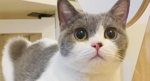 母猫咪发腮的时机和原因（宠物猫为什么会在哪个阶段发腮）