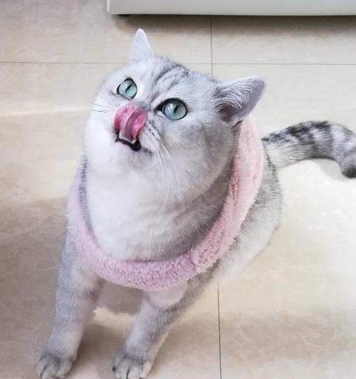 母猫咪发腮的时机和原因（宠物猫为什么会在哪个阶段发腮）