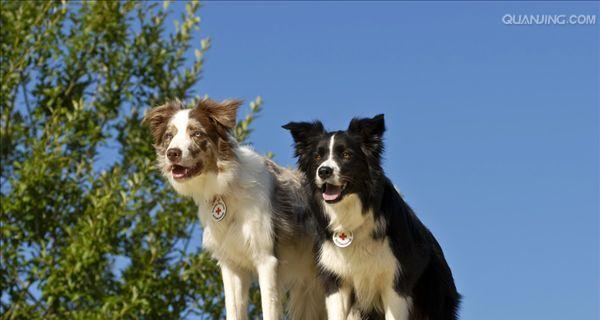 牧羊犬母狗的外貌特征（探寻牧羊犬母狗美丽与实用兼具的魅力）