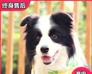 如何科学喂养幼年牧羊犬（宠物养护）