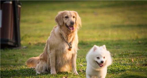 狗狗品种测试-选出最适合你的犬种