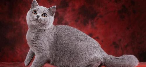 探秘家猫品种，了解你身边的宠物（从品种到性格）