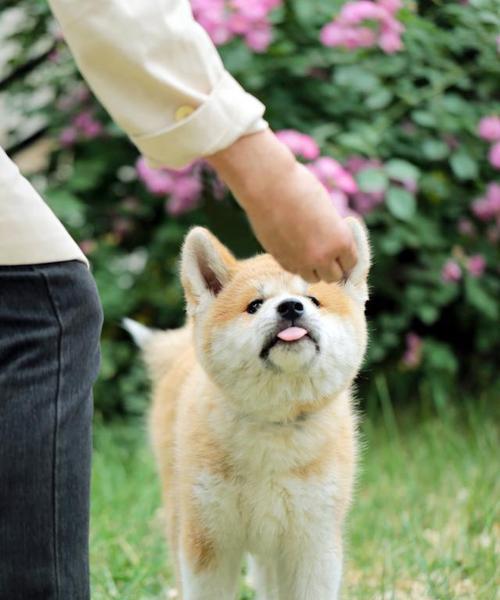 为什么秋田犬成为冷门宠物（探寻秋田犬不受欢迎的原因与解决方案）