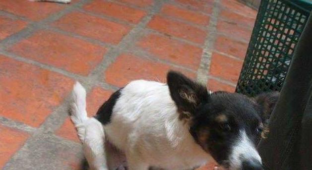 治疗犬肠硬阻的有效方法（宠物健康必备）