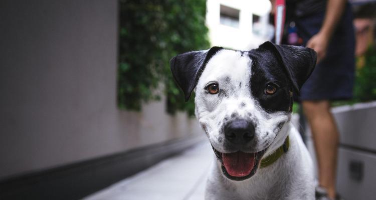 犬瘟反复发烧问题解决之道（以宠物为主）