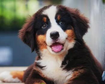 犬瘟期间如何安全饲养你的爱犬（给狗狗提供合适的食物）