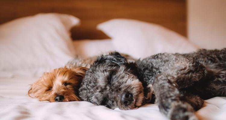 如何照顾犬瘟期间的幼犬（幼犬健康）