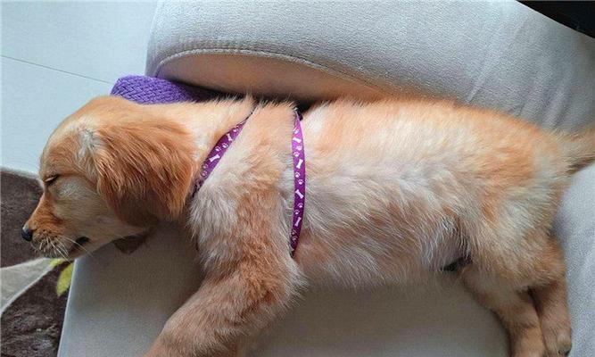 犬瘟热的治疗方法详解（以宠物为主）