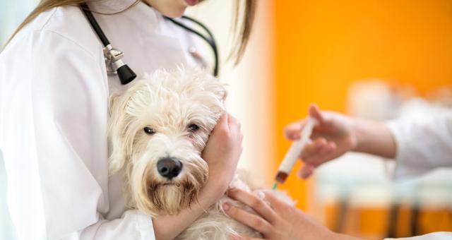 犬瘟热的治疗方法详解（以宠物为主）