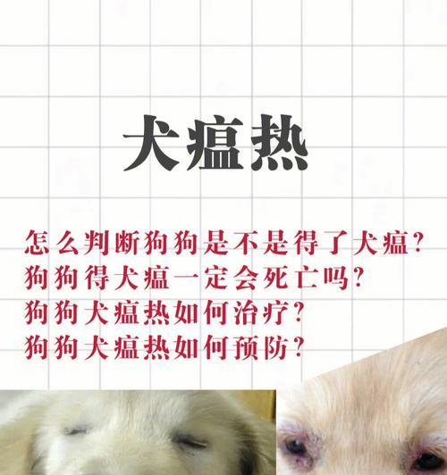 犬瘟治愈后的常见症状（宠物狗复原期需要注意什么）