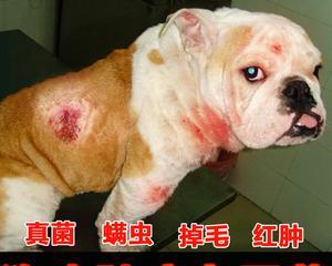 以人得犬疥螨的治疗方法（以宠物为主的疥螨治疗方法）