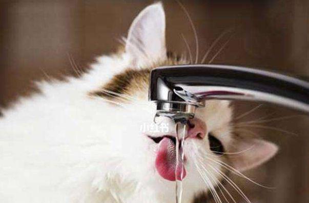 小猫自己喝水方法详解（让宠物自主饮水）