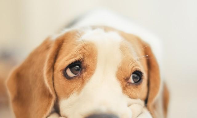 如何解决宠物三个月狗缺钙问题（三个月狗缺钙怎么办）