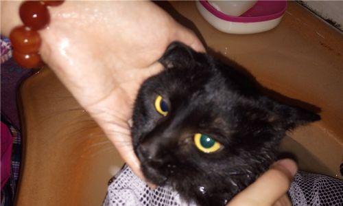 生完小猫，如何照顾它们成长（注意事项）