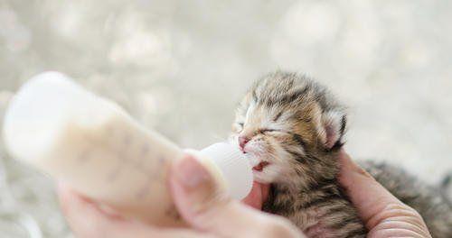 宝宝猫咪的喂养全攻略（一步步教你如何喂养刚出生的小猫咪）