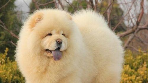 松狮犬易患哪些疾病（了解宠物健康）