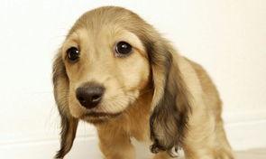 直耳朵狗品种大盘点（探究不同品种直立耳朵的特点和魅力）
