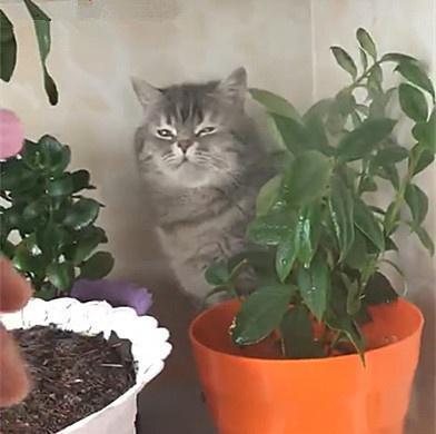 选择安全的宠物盆栽，保护猫咪健康（为您推荐不会危害猫咪的盆栽种类）