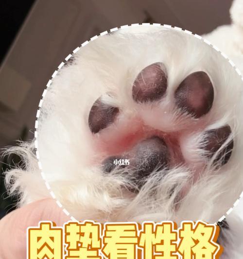 狗肉垫干裂——宠物爱护必知（掌握护理技巧）