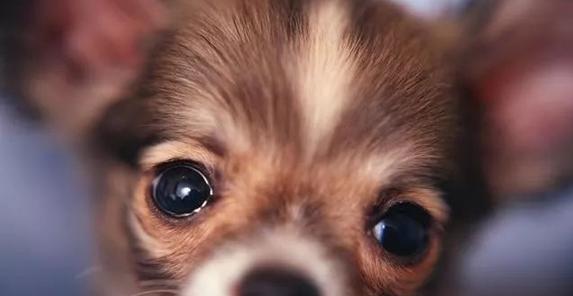 小狗脸圆眼睛大的魅力（探寻宠物界的可爱代表眼神杀死一切）