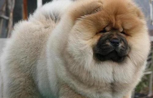 当松狮犬变成凶兽（如何辨别不同颜色松狮犬的脾性）