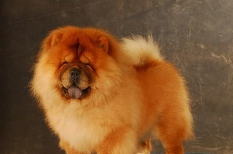 当松狮犬变成凶兽（如何辨别不同颜色松狮犬的脾性）