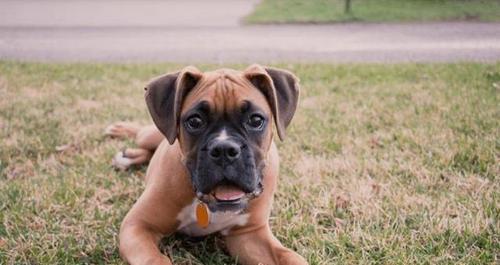 哪种犬类最适合看家（探寻宠物犬看家能力的秘密）